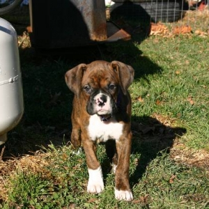 Baxter