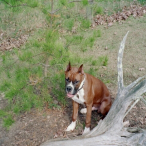 Yankee 5 mo