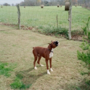 barking at the Amish