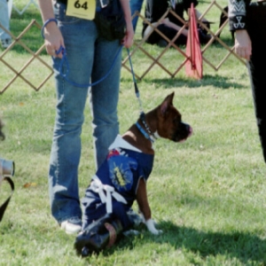 Boxer as a Boxer