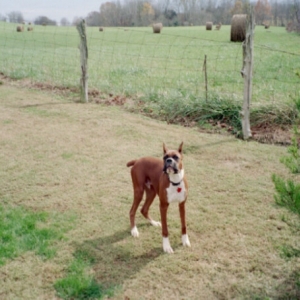 barking at the Amish2