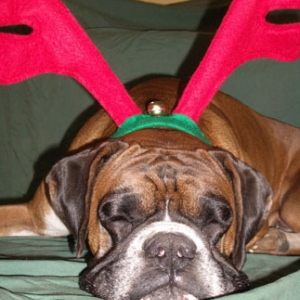 Sleepy Reindeer