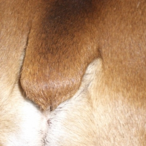 Nubby