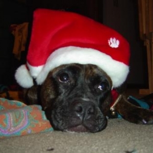 Sydney In Her Santa Hat