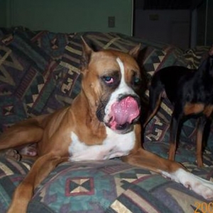 My what a big tongue you have