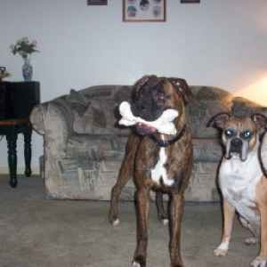 Mom..he took my bone..DO something!
