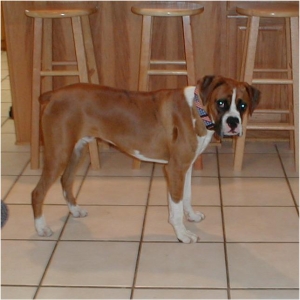 Cisco at 7 months
