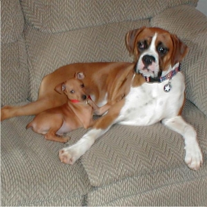 best buddies