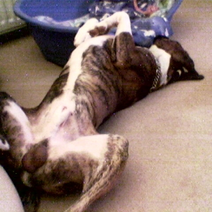 lennox