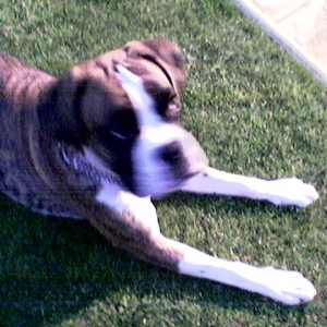 lennox
