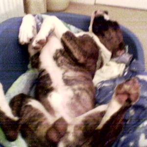 lennox