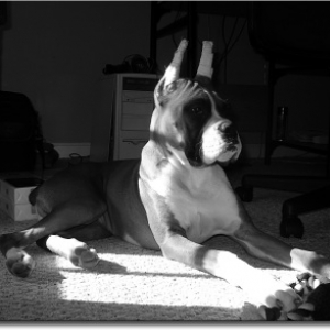 Black_and_white_Bama