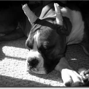 Bama_sleeping_in_sun