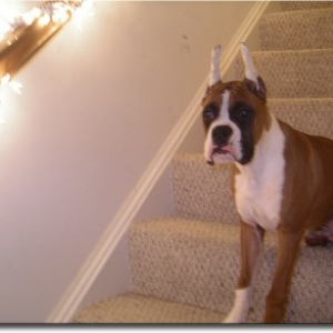 Bama_on_stairs