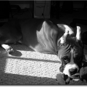 Black_and_white_Bama4