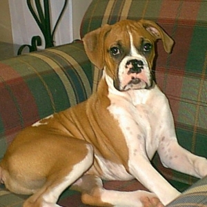 Beautiful Boy Sampson