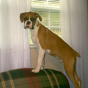 curious Sampson