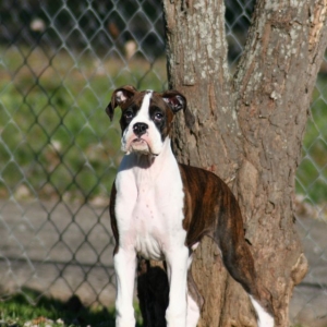 What a beautiful 14 week old.