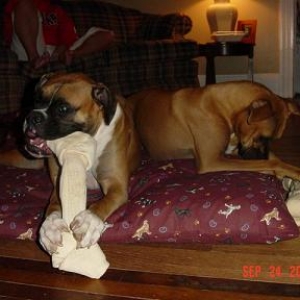 New beds & bones