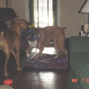Har & Max playing tug-o-war
