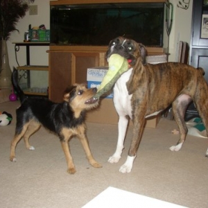 Tug!