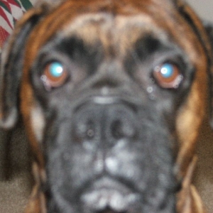 Harley