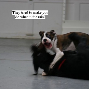 Joke Time in Puppy Class