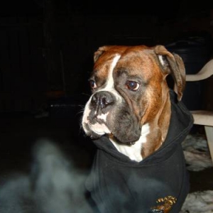 Jersey 2 years 3 months