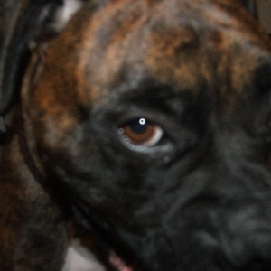 harley yawning