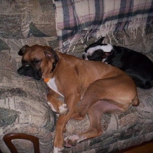 Sleeping puppies