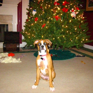 Pokey's First Christmas!