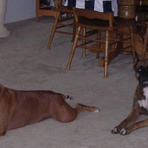 Taz and Tasha