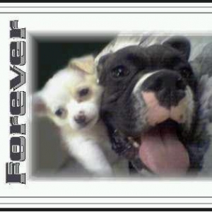 friends forever