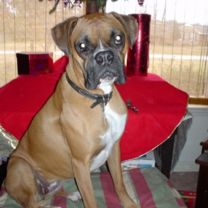 Christmas picture