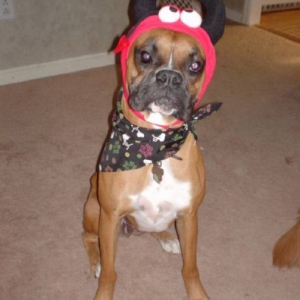 Little Devil