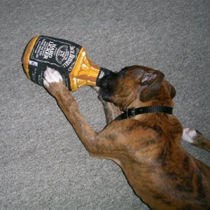 Hitting the Bottle