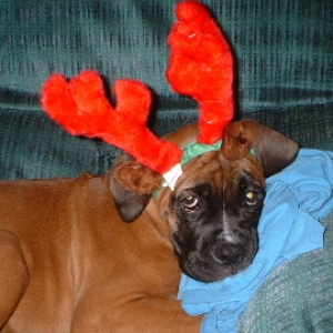 Merry Christmas!