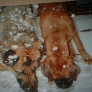 Cin And Brandy Snow