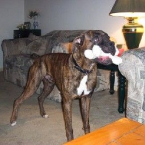 I Haven't Seen Xena's Bone!