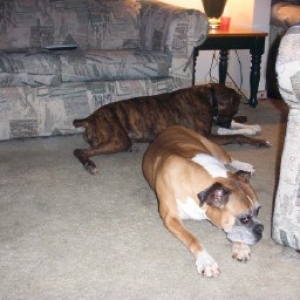 He Takes My Bone...You Take Pictures!