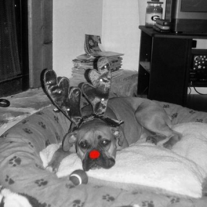 Brady wants to be Rudolph!