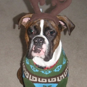 Christmas Card Picture