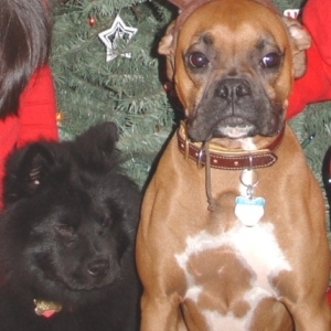 Otis and Sasha posing for Christmas Pictures