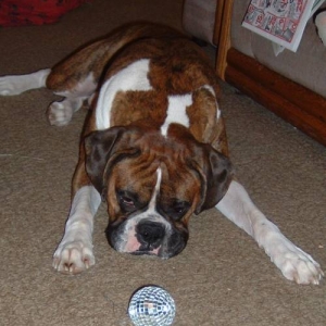 Jersey and Xmas Ball