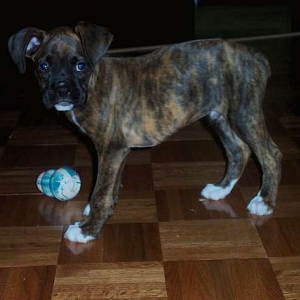 I love my kong!!