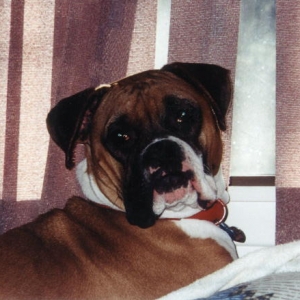 Brutus - Our First Boxer