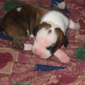 our second boxer, hudson