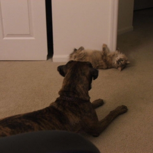 harley and his kitty