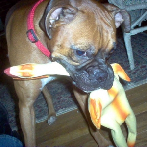 Chicken Anyone?