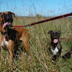 Max & Sadie at Valley Forge Nat. Park